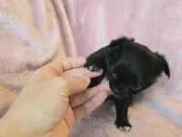 AKC LC Midnight, a female Chihuahua for sale in Carthage, MO – 2 of 5