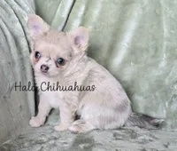AKC Merle LC Micah, a male Chihuahua for sale in Carthage, MO – 7 of 7