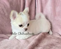 AKC LC Jewel, a female Chihuahua for sale in Carthage, MO – 5 of 10