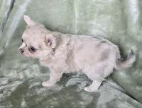 AKC Merle LC Micah, a male Chihuahua for sale in Carthage, MO – 5 of 7