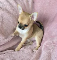 AKC Scarlet, a female Chihuahua for sale in Carthage, MO – 5 of 6