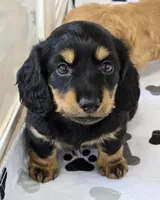 Sale Pending, a male Miniature Dachshund for sale in Carthage, MO – Photo 1 of 8
