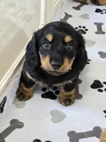 Sale Pending, a male Miniature Dachshund for sale in Carthage, MO – Photo 8 of 8