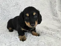 Sale Pending, a male Miniature Dachshund for sale in Carthage, MO – Photo 4 of 8
