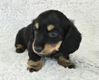 Sale Pending, a male Miniature Dachshund for sale in Carthage, MO – Photo 3 of 8
