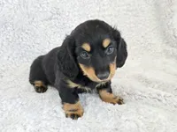 Sale Pending, a male Miniature Dachshund for sale in Carthage, MO – Photo 6 of 8