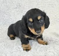 Sale Pending, a male Miniature Dachshund for sale in Carthage, MO – Photo 2 of 8