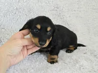 Sale Pending, a male Miniature Dachshund for sale in Carthage, MO – Photo 7 of 8