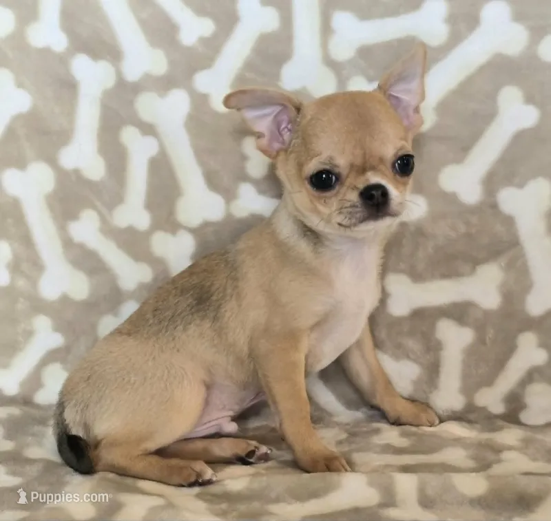 AKC Sawyer – Chihuahua puppy for sale in Carthage, MO