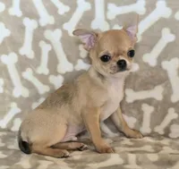 AKC Sawyer REDUCED, a male Chihuahua for sale in Carthage, MO – 2 of 9
