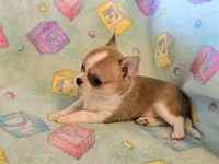 AKC Bowie, pet only, a male Chihuahua for sale in Carthage, MO – 7 of 8