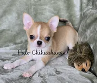 AKC Cupid, a male Chihuahua for sale in Carthage, MO – 5 of 5