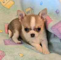 AKC Bowie, pet only, a male Chihuahua for sale in Carthage, MO – 8 of 8