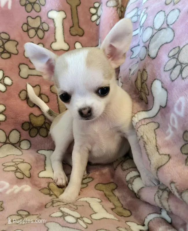Tiny Sugar AKC pet only – Chihuahua puppy for sale in Carthage, MO