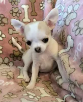 Tiny Sugar AKC pet only, a female Chihuahua for sale in Carthage, MO – 1 of 9