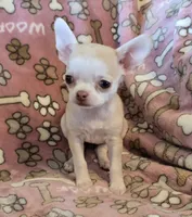AKC Butterscotch Pet Only, a female Chihuahua for sale in Carthage, MO – 1 of 1