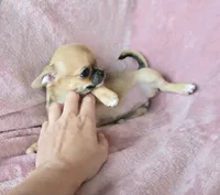 AKC Scarlet, a female Chihuahua for sale in Carthage, MO – 2 of 6