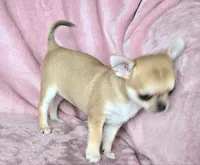 AKC Bambi, a female Chihuahua for sale in Carthage, MO – 5 of 7