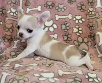 Tiny Sugar AKC pet only, a female Chihuahua for sale in Carthage, MO – 9 of 9