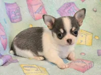 AKC Mercury, blue spotted pet only, a male Chihuahua for sale in Carthage, MO – 4 of 7