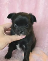 AKC LC Nyx, a female Chihuahua for sale in Carthage, MO – 4 of 6
