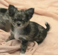 Winnie Merle AKC, a female Chihuahua for sale in Carthage, MO – 2 of 6