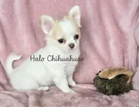AKC LC Jewel, a female Chihuahua for sale in Carthage, MO – 2 of 10