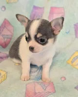 AKC Mercury, blue spotted pet only, a male Chihuahua for sale in Carthage, MO – 6 of 7