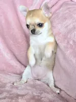 AKC Bambi, a female Chihuahua for sale in Carthage, MO – 4 of 7