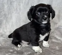 Chiweenie LH "Boots", a male Chihuahua and Miniature Dachshund for sale in Carthage, MO – Photo 2 of 8