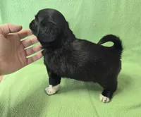 Chiweenie LH black & white, a male Chihuahua and Miniature Dachshund for sale in Carthage, MO – Photo 2 of 6