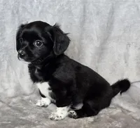 Chiweenie LH "Boots", a male Chihuahua and Miniature Dachshund for sale in Carthage, MO – Photo 3 of 8