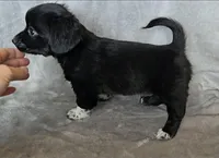 Chiweenie LH "Boots", a male Chihuahua and Miniature Dachshund for sale in Carthage, MO – Photo 5 of 8