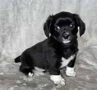 Chiweenie LH "Boots", a male Chihuahua and Miniature Dachshund for sale in Carthage, MO – Photo 4 of 8