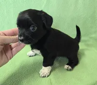 Chiweenie LH black & white, a male Chihuahua and Miniature Dachshund for sale in Carthage, MO – Photo 4 of 6