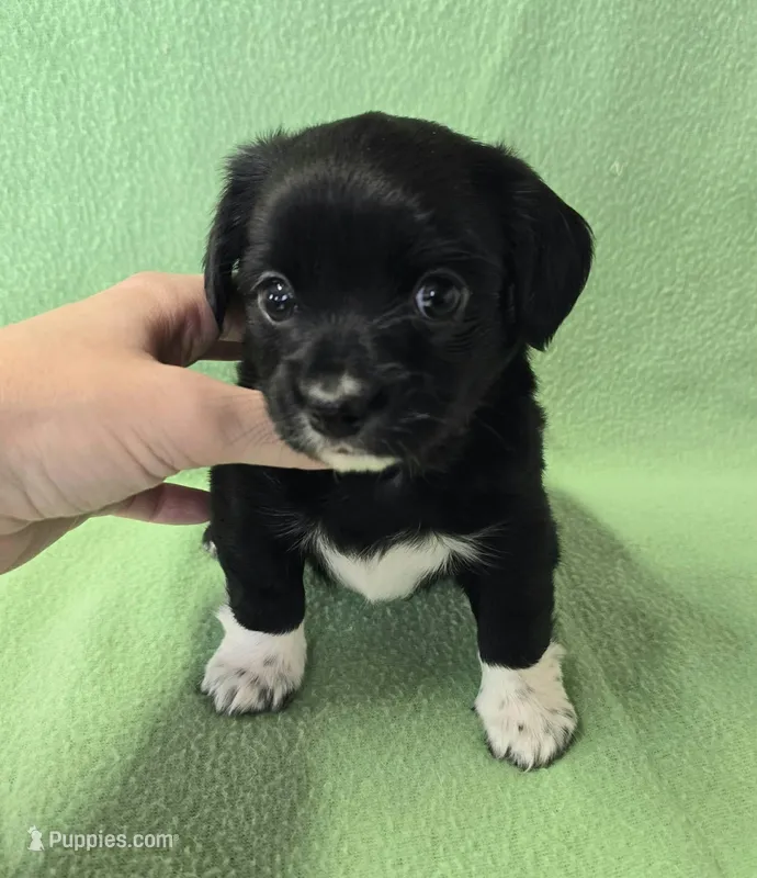 Chiweenie LH black & white