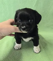 Chiweenie LH black & white, a male Chihuahua and Miniature Dachshund for sale in Carthage, MO – Photo 1 of 6