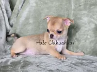 AKC Sawyer, a male Chihuahua for sale in Carthage, MO – 1 of 7