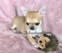 AKC Bambi, a female Chihuahua for sale in Carthage, MO – 2 of 7