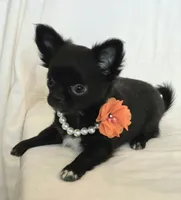 AKC LC REDUCED, a female Chihuahua for sale in Carthage, MO – 2 of 10