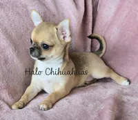 AKC Scarlet, a female Chihuahua for sale in Carthage, MO – 4 of 6