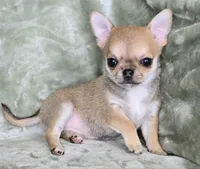 AKC Spud, a male Chihuahua for sale in Carthage, MO – 1 of 5