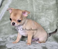 AKC Sawyer, a male Chihuahua for sale in Carthage, MO – 3 of 7