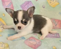 AKC Mercury, blue spotted pet only, a male Chihuahua for sale in Carthage, MO – 5 of 7