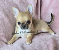 AKC Scarlet, a female Chihuahua for sale in Carthage, MO – 6 of 6