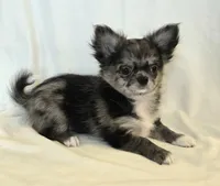 Winnie Merle AKC, a female Chihuahua for sale in Carthage, MO – 3 of 10