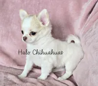 AKC LC Jewel, a female Chihuahua for sale in Carthage, MO – 10 of 10