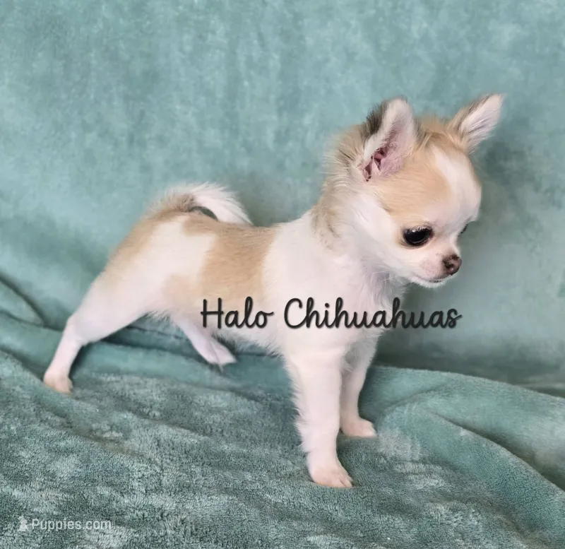 Tiny Biscuit (pet only) – Chihuahua puppy for sale in Carthage, MO