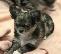 Winnie Merle AKC, a female Chihuahua for sale in Carthage, MO – 4 of 6