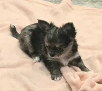 Winnie Merle AKC, a female Chihuahua for sale in Carthage, MO – 3 of 6
